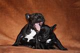 BOULEDOGUE FRANCAIS 791